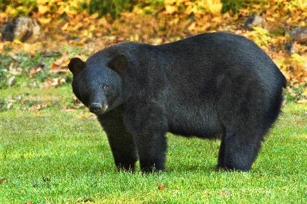 Bears and other Nuisance Animals